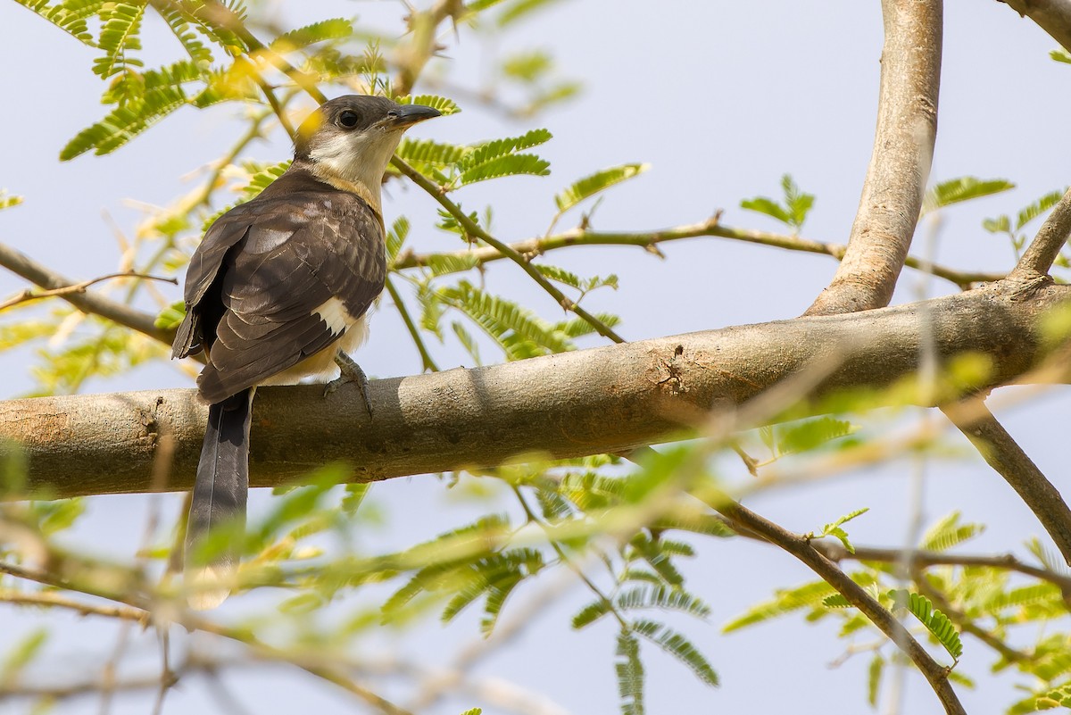 Pied Cuckoo - ML612987772