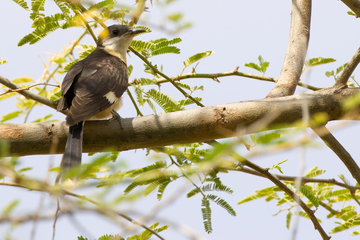 Pied Cuckoo - ML612987773