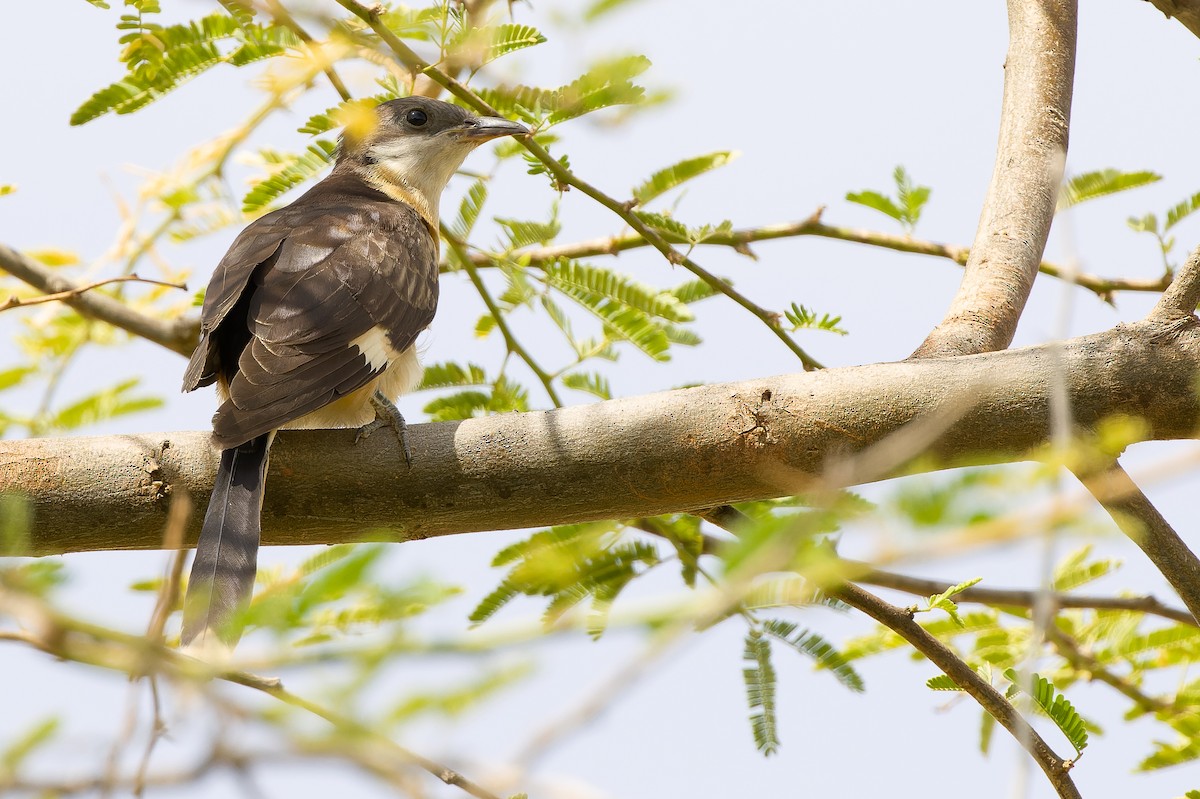 Pied Cuckoo - Joachim Bertrands