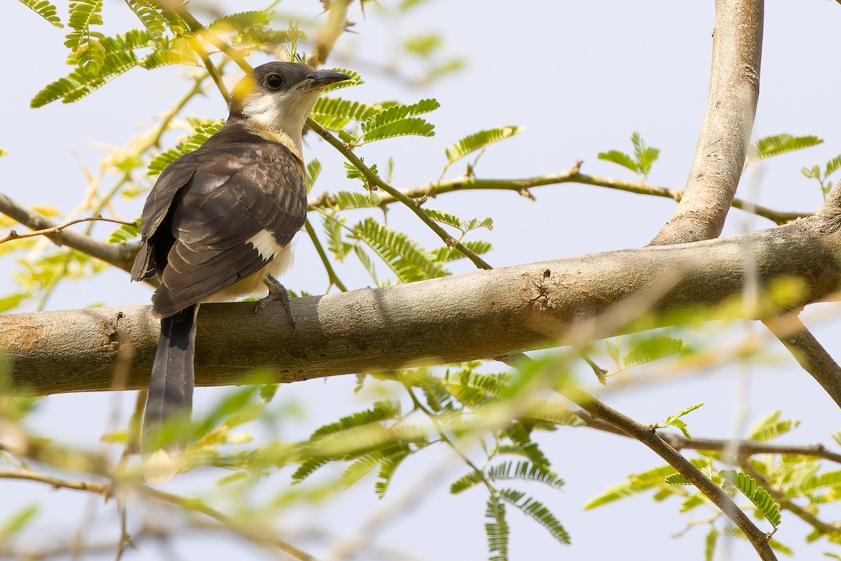 Pied Cuckoo - ML612987775