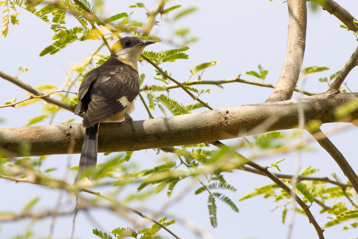 Pied Cuckoo - ML612987776