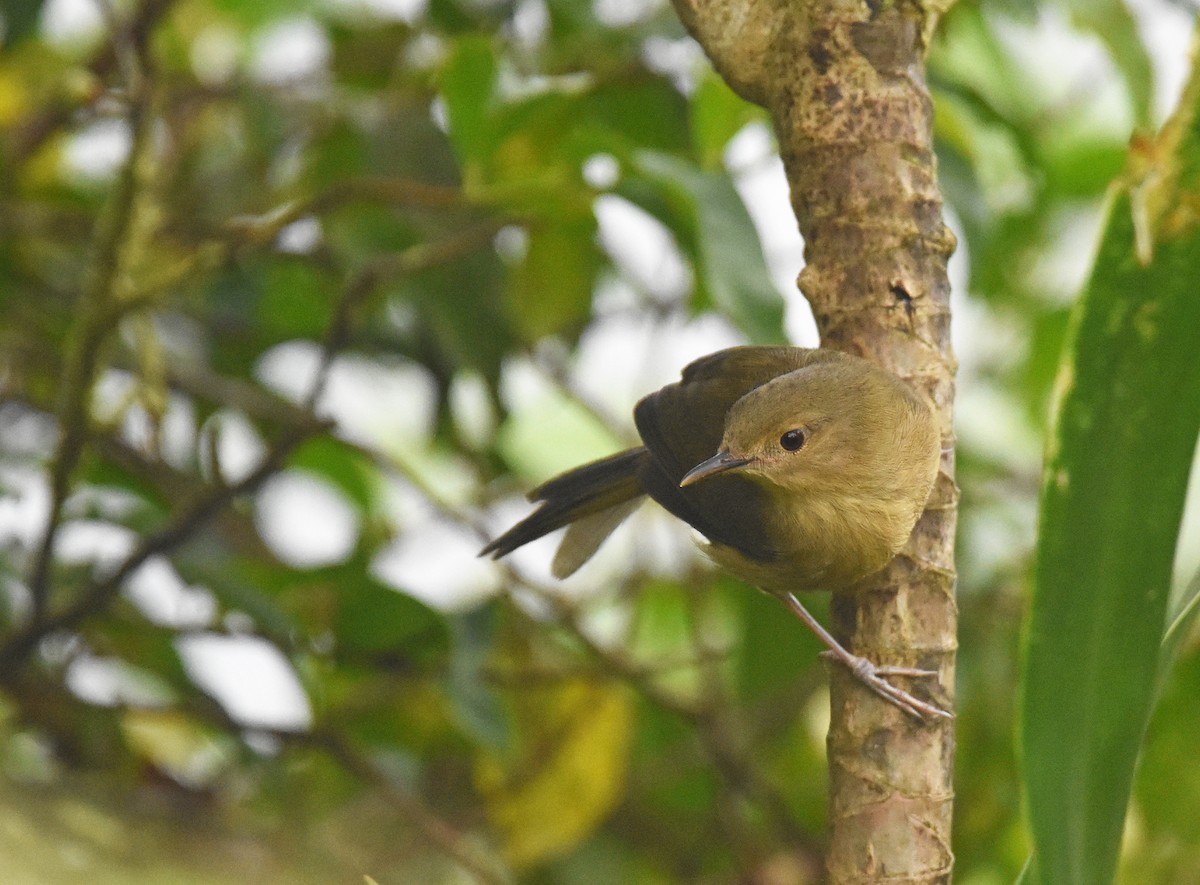 Malagasy Brush-Warbler - Mark Whiffin