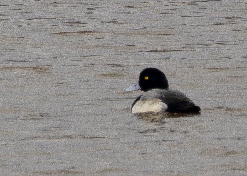 Greater Scaup - Tony Hewitt