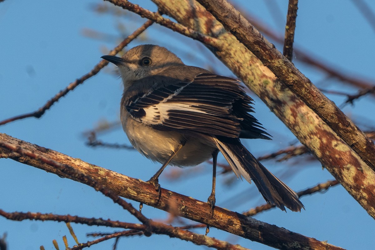 Northern Mockingbird - ML612987806