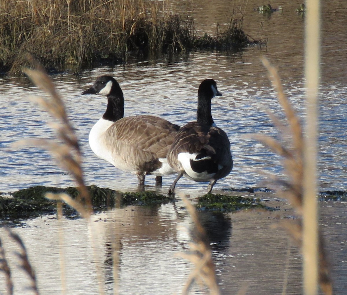 Canada Goose - ML612987828