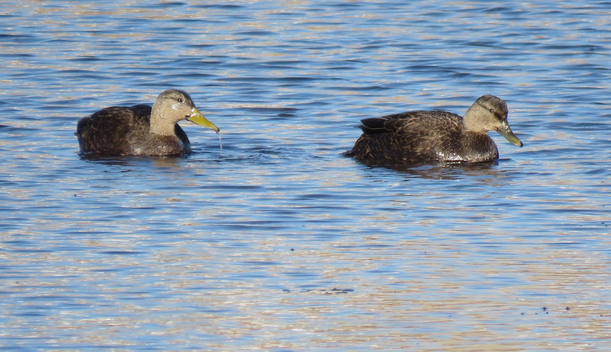 American Black Duck - ML612987835