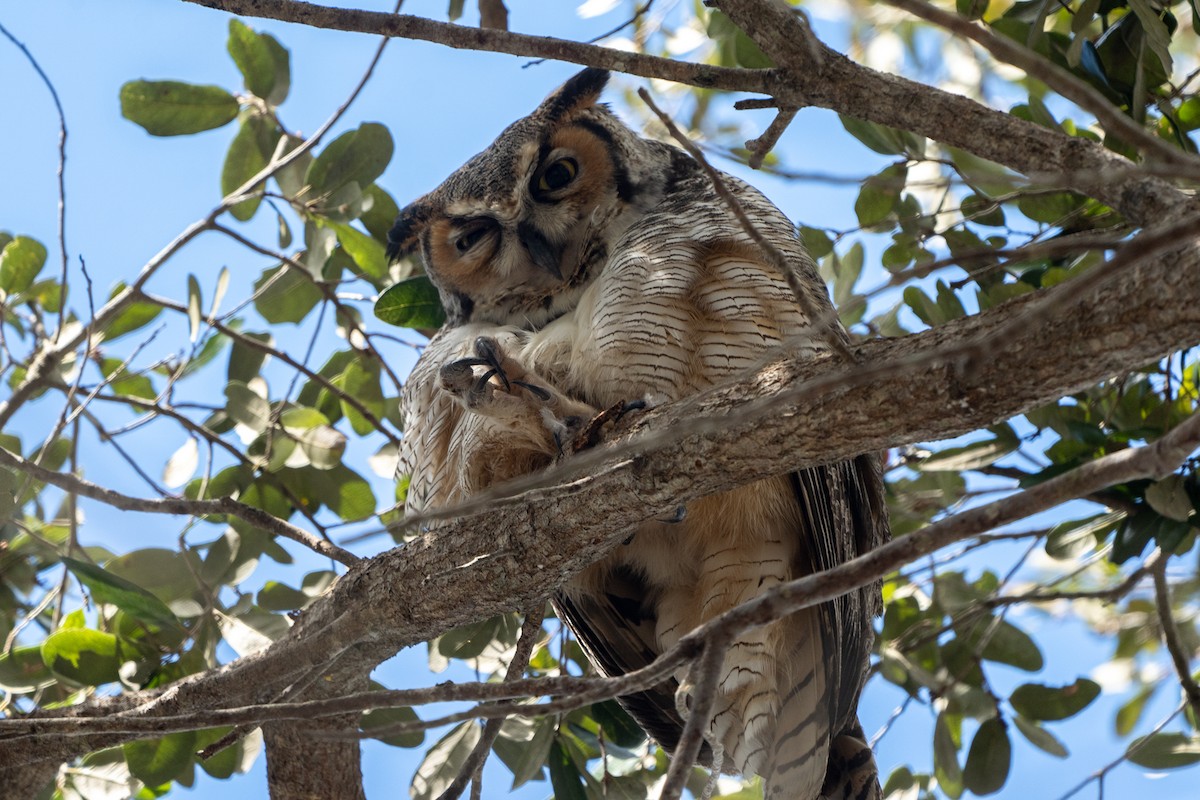 Great Horned Owl - ML612987854