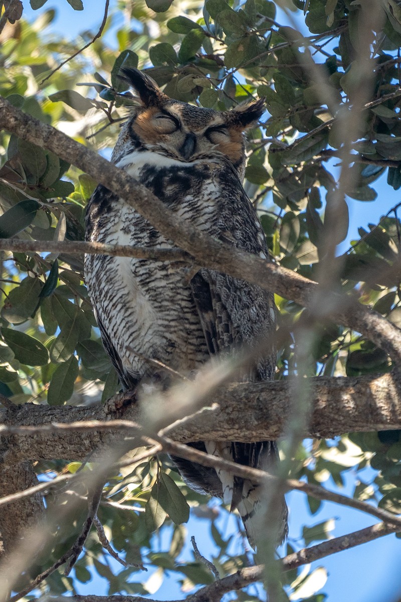 Great Horned Owl - ML612987855