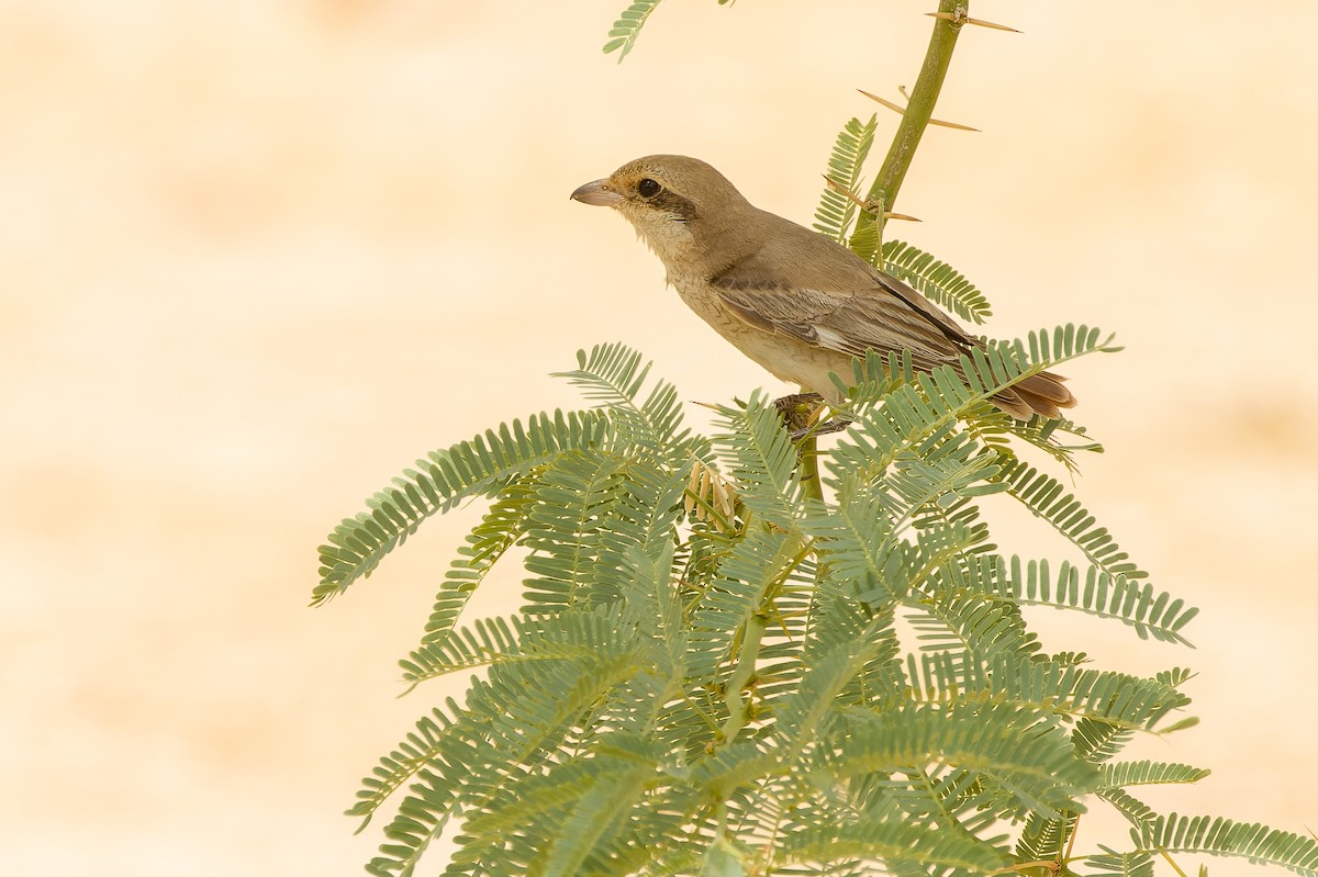 Red-tailed Shrike - ML612987868