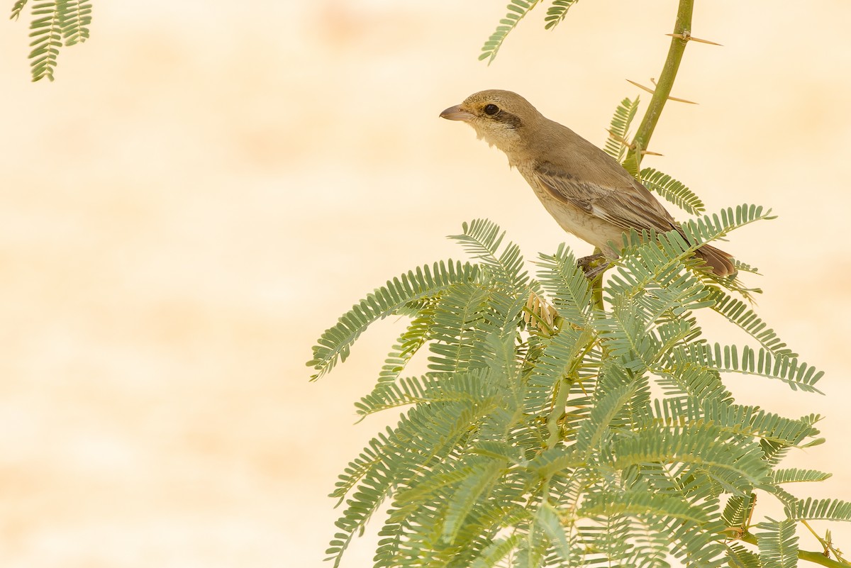 Red-tailed Shrike - ML612987869