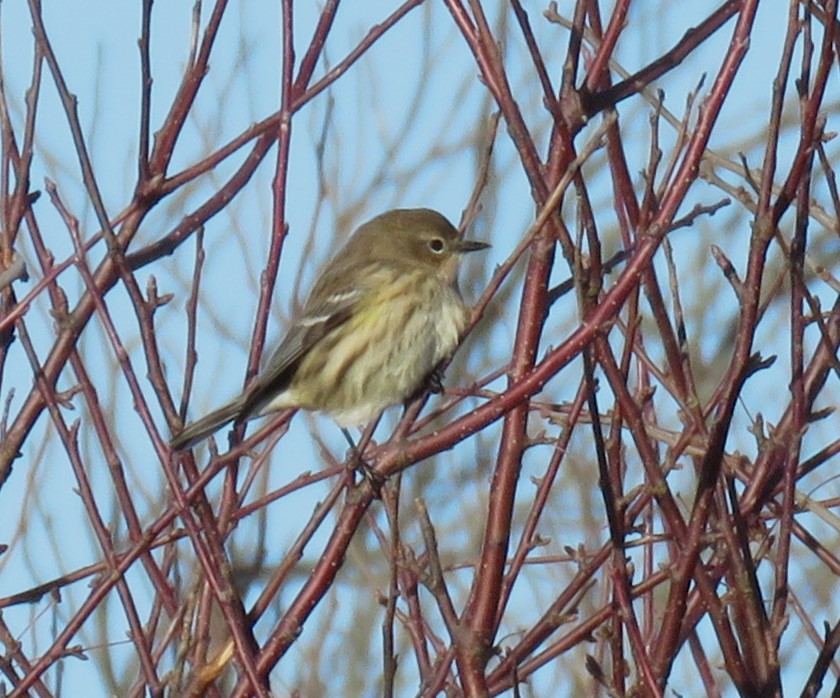 Yellow-rumped Warbler - Roger Debenham