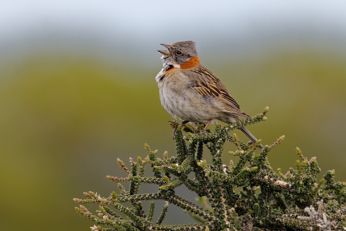 Rufous-collared Sparrow - ML612987970