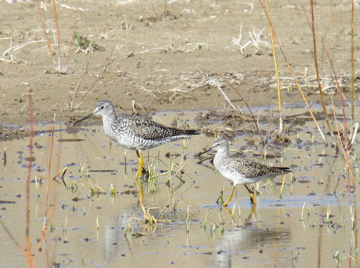 Lesser Yellowlegs - ML612988036