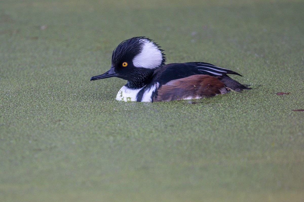 Hooded Merganser - ML612988058