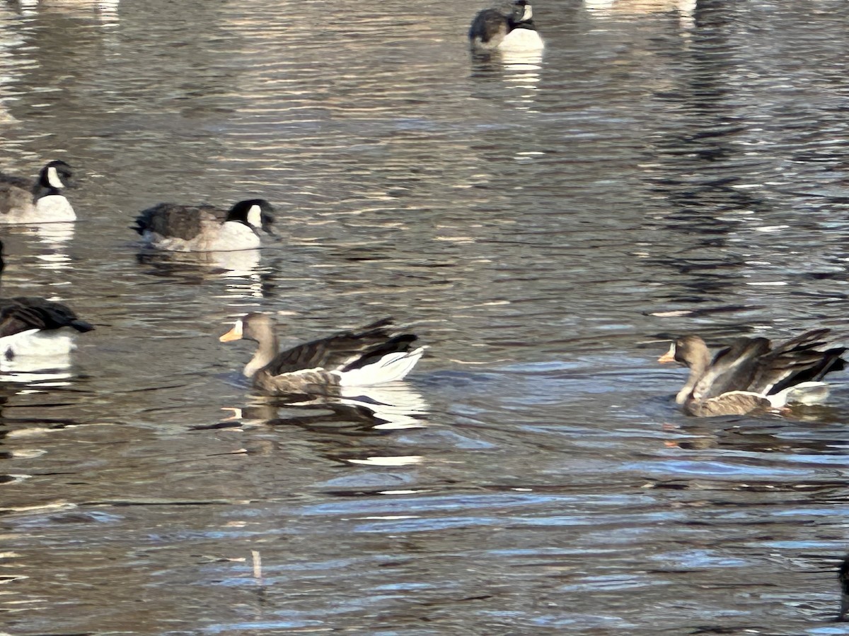 Greater White-fronted Goose - ML612988086