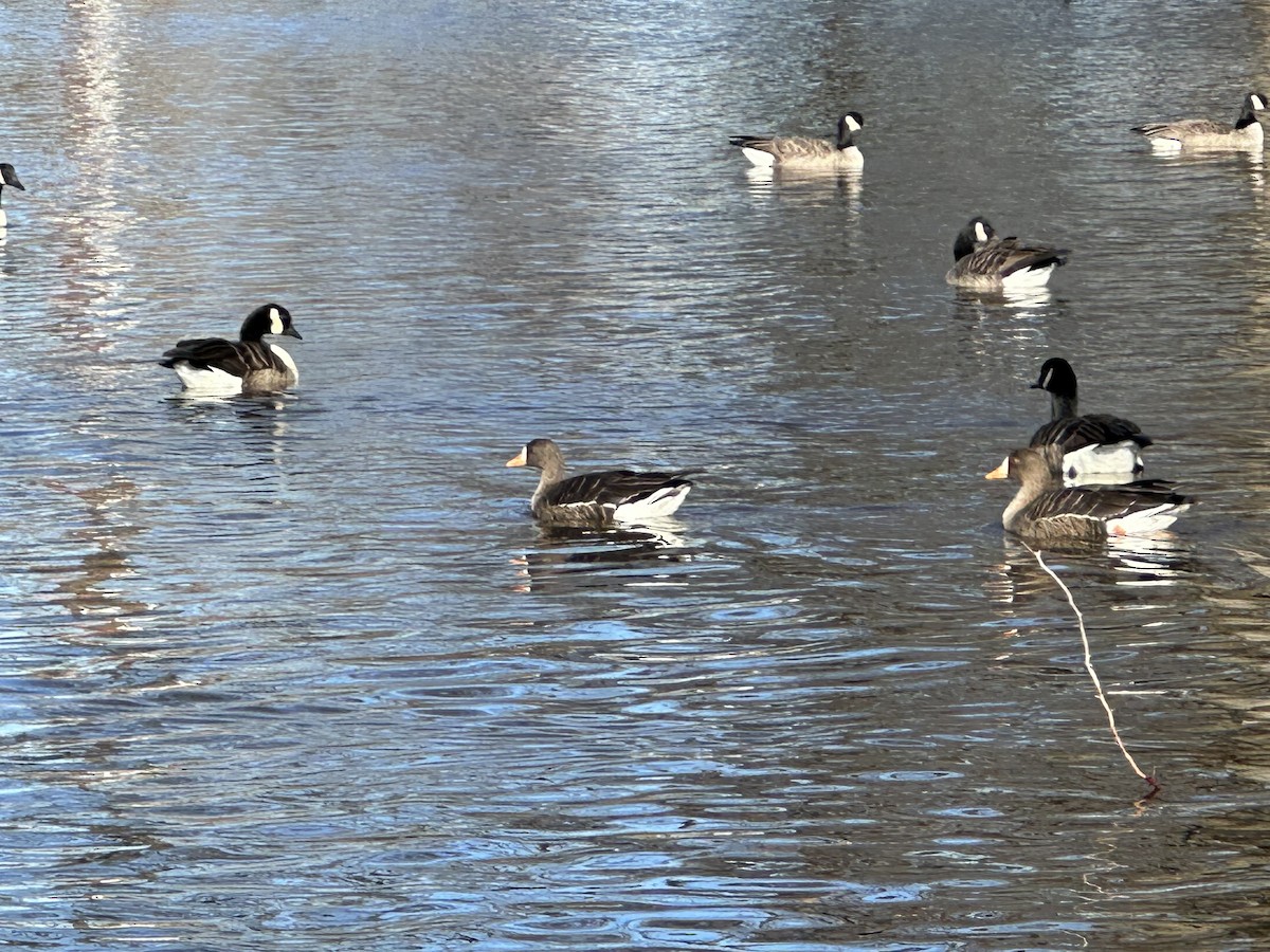 Greater White-fronted Goose - ML612988087