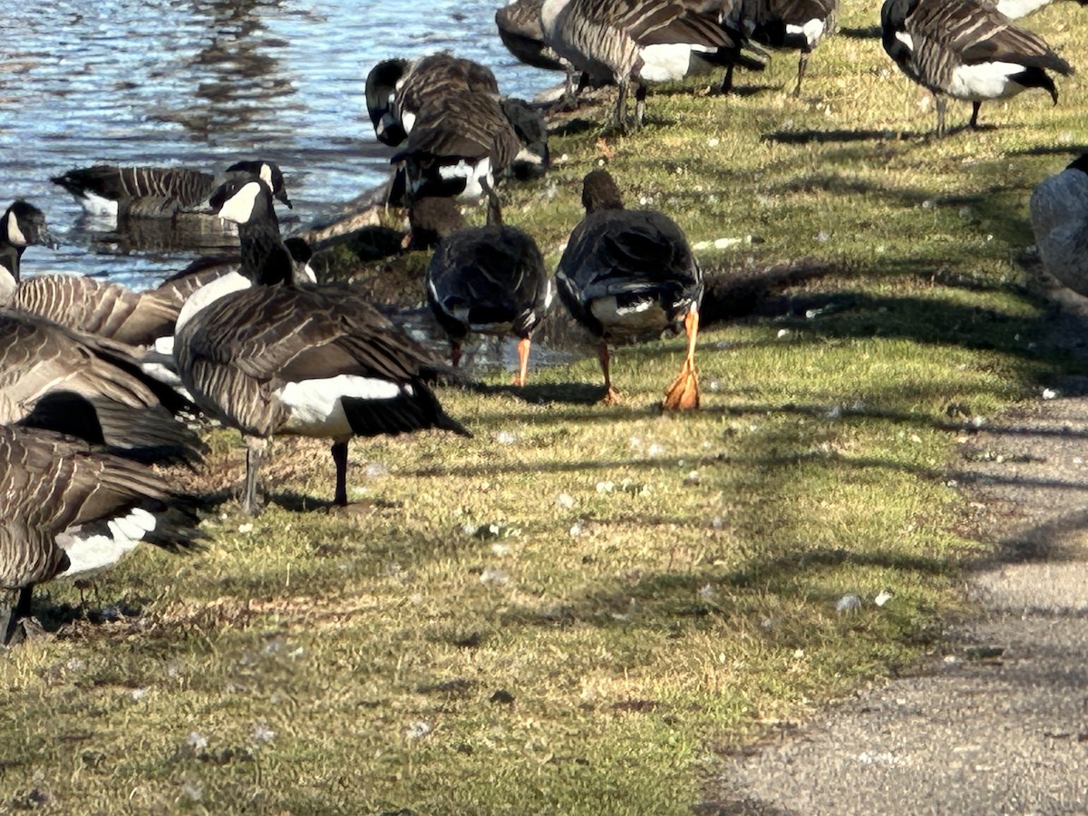 Greater White-fronted Goose - ML612988106