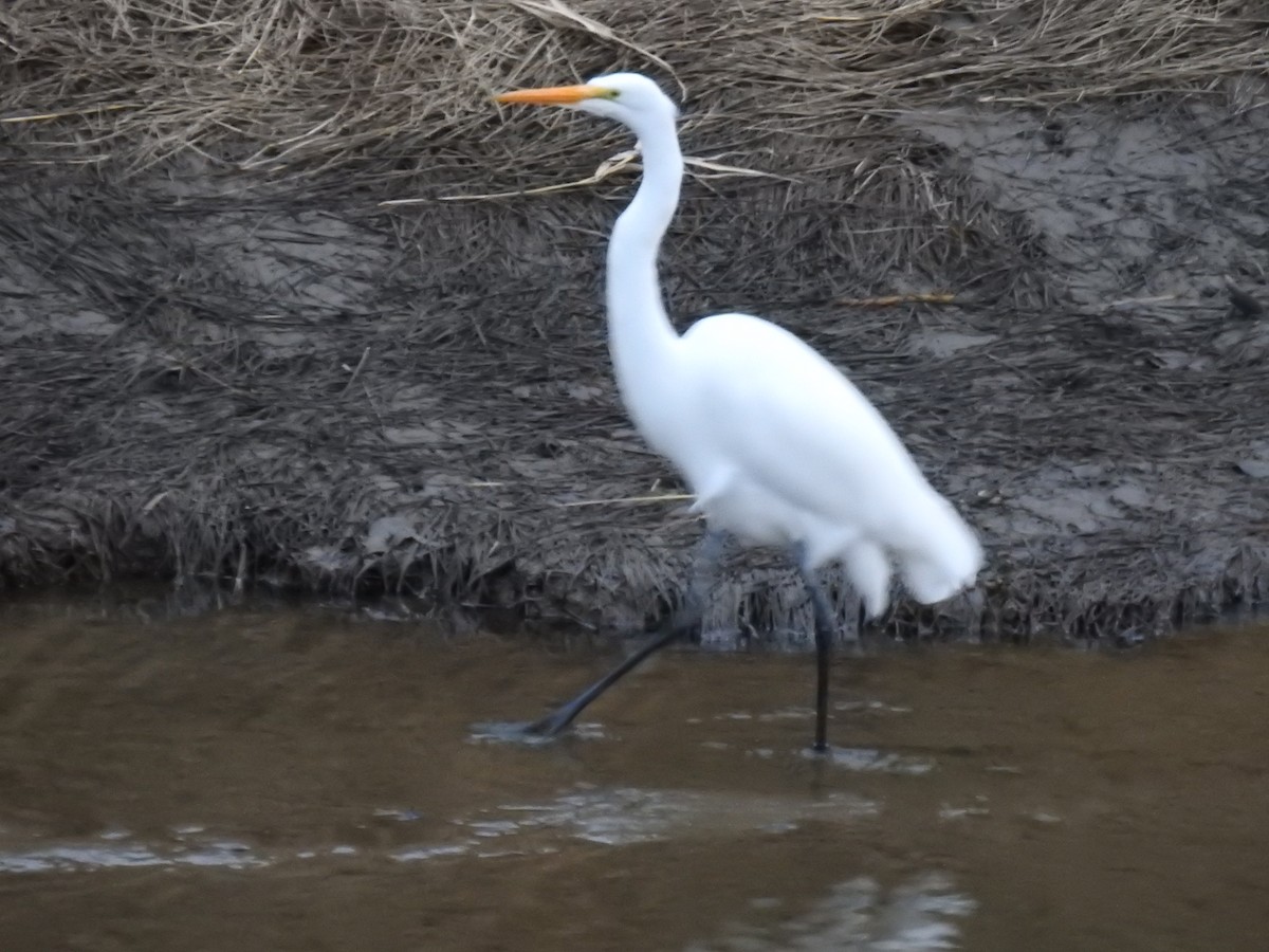 Great Egret - Norman Edelen