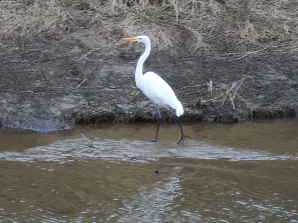 Great Egret - ML612988136