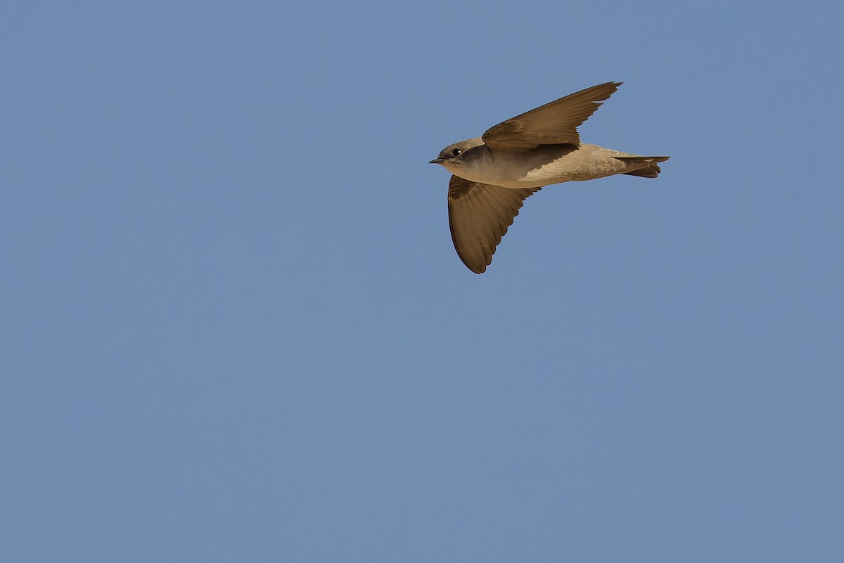 Rock Martin (Pale Crag-Martin) - ML612988144