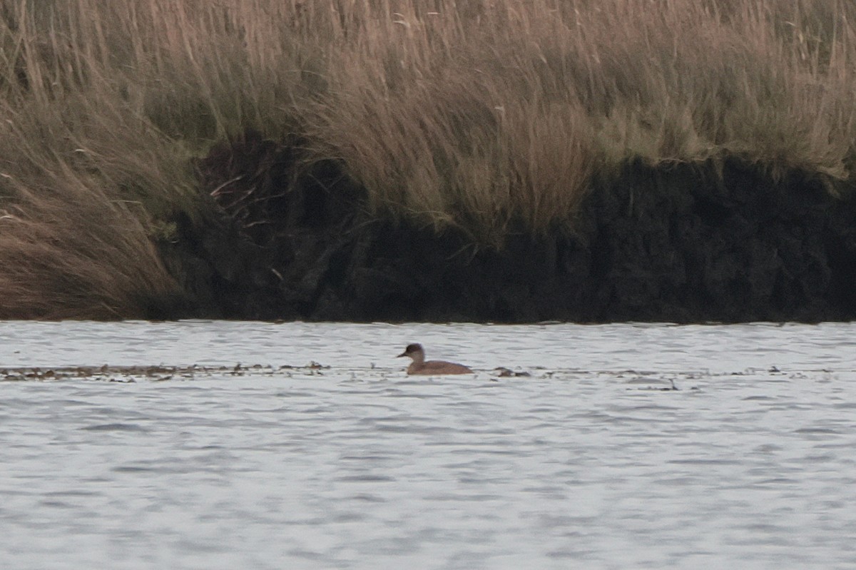 Red-crested Pochard - ML612988145