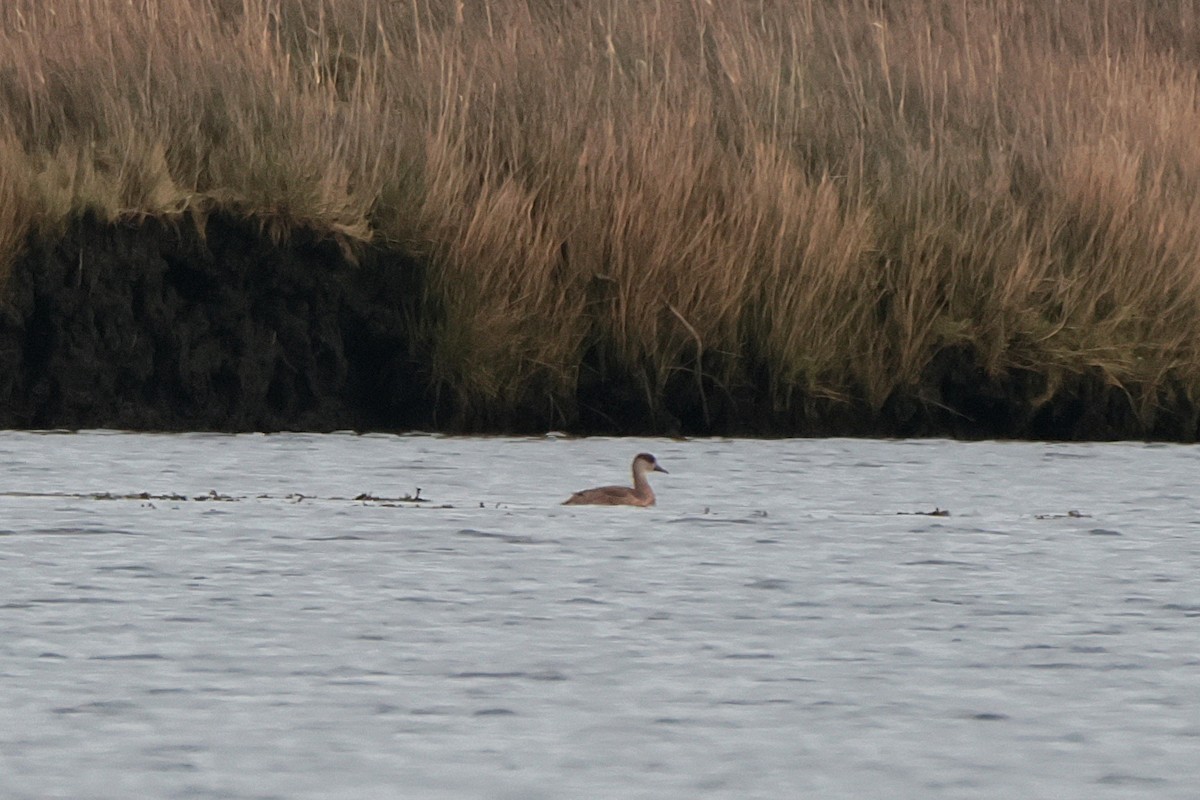 Red-crested Pochard - ML612988146