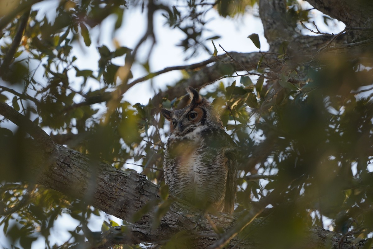 Great Horned Owl - ML612988171