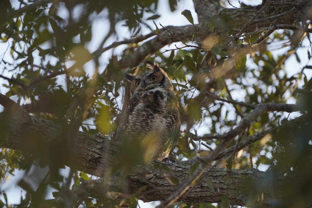 Great Horned Owl - ML612988172