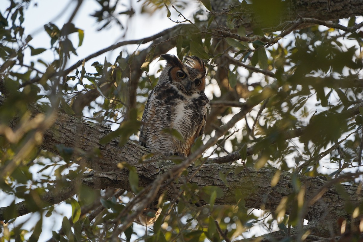 Great Horned Owl - ML612988173