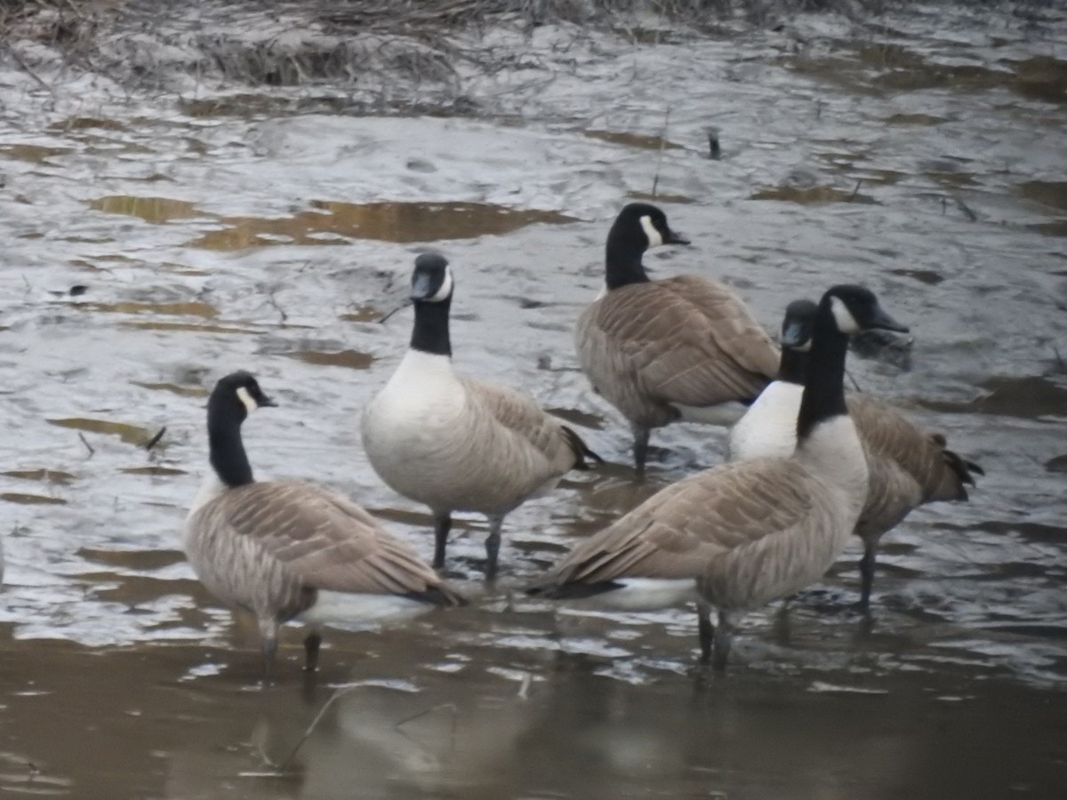 Canada Goose - Norman Edelen