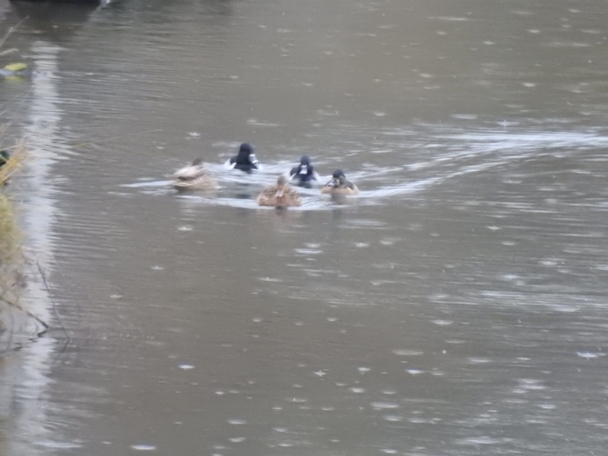 Ring-necked Duck - ML612988201