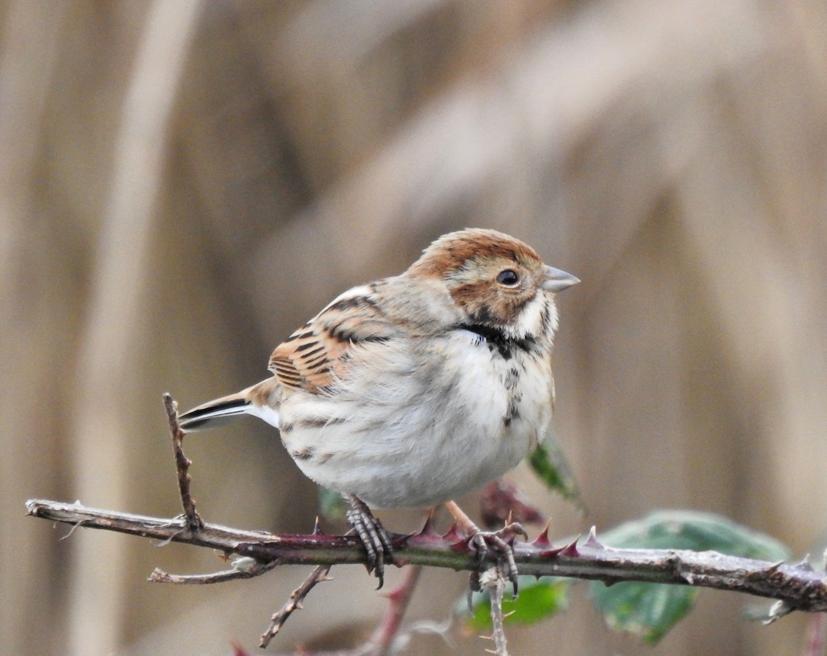 Reed Bunting - Derek Gruar