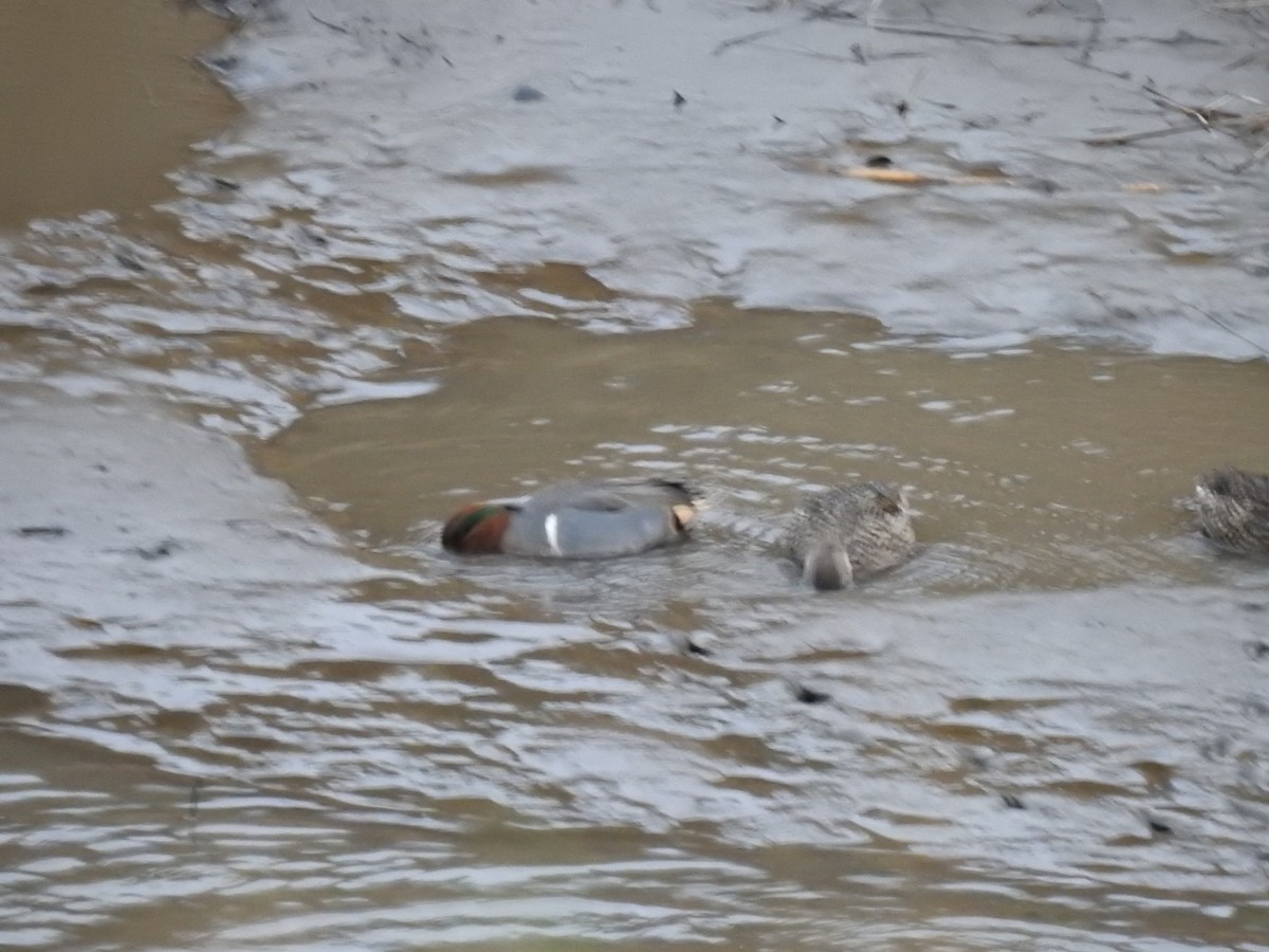 Green-winged Teal - Norman Edelen