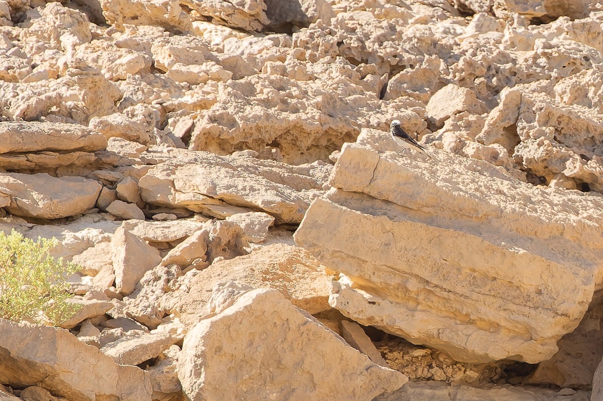 Hooded Wheatear - ML612988222