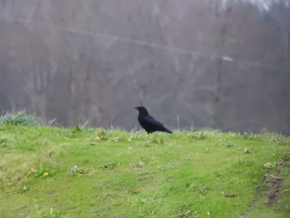 American Crow - ML612988238