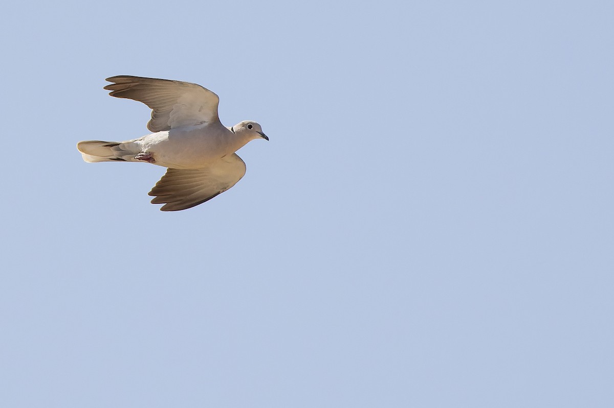 Eurasian Collared-Dove - ML612988241