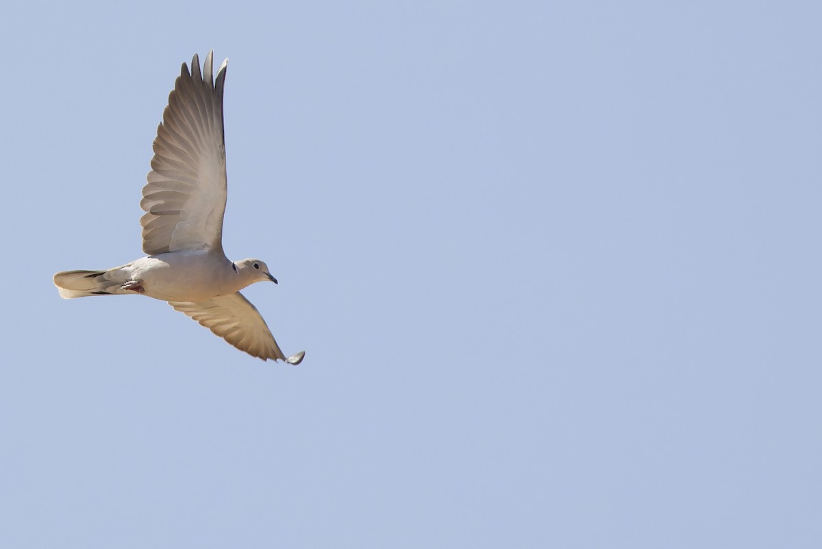 Eurasian Collared-Dove - Joachim Bertrands