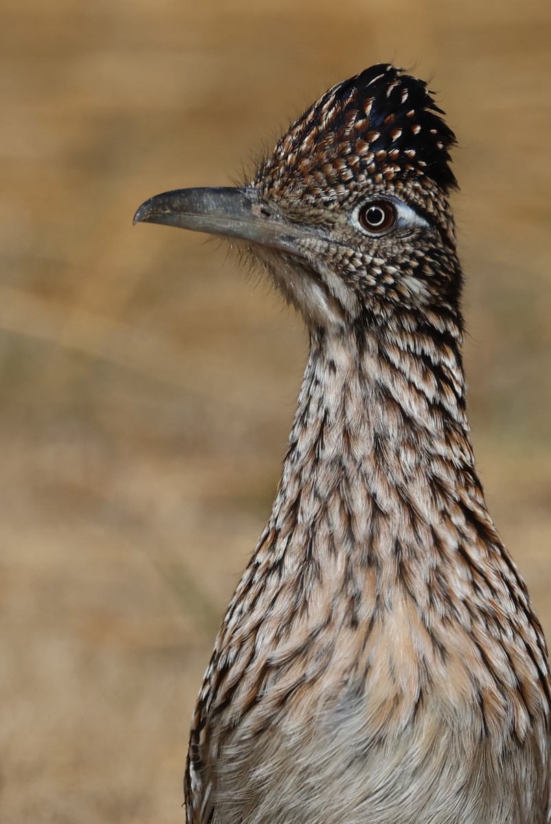 Greater Roadrunner - Tom Forwood JR