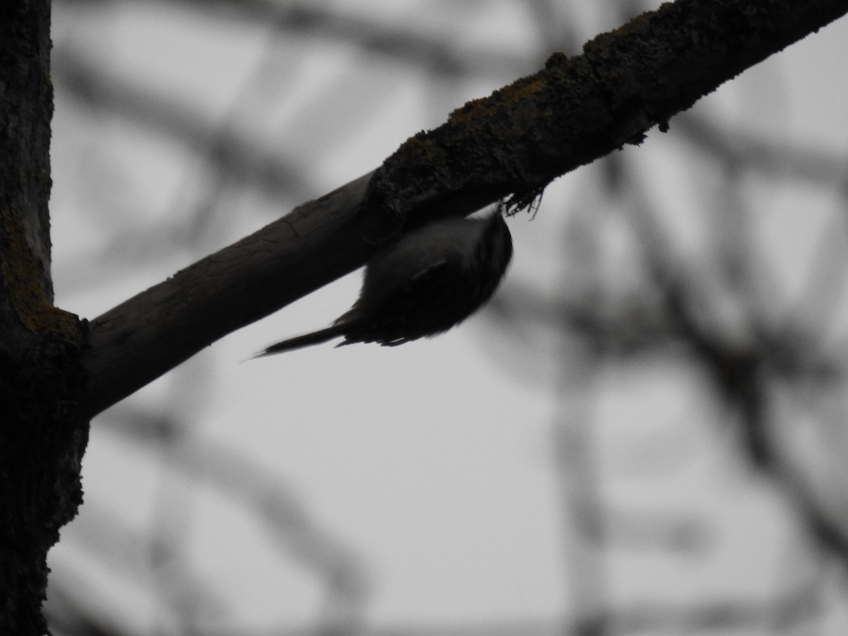 Brown Creeper - Norman Edelen