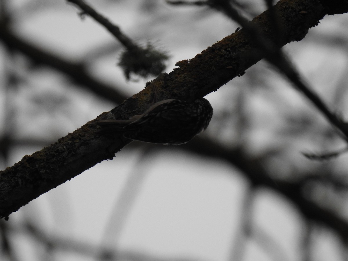 Brown Creeper - Norman Edelen