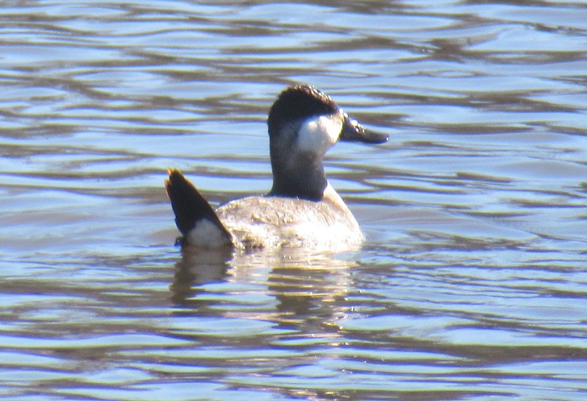 Ruddy Duck - ML612988284