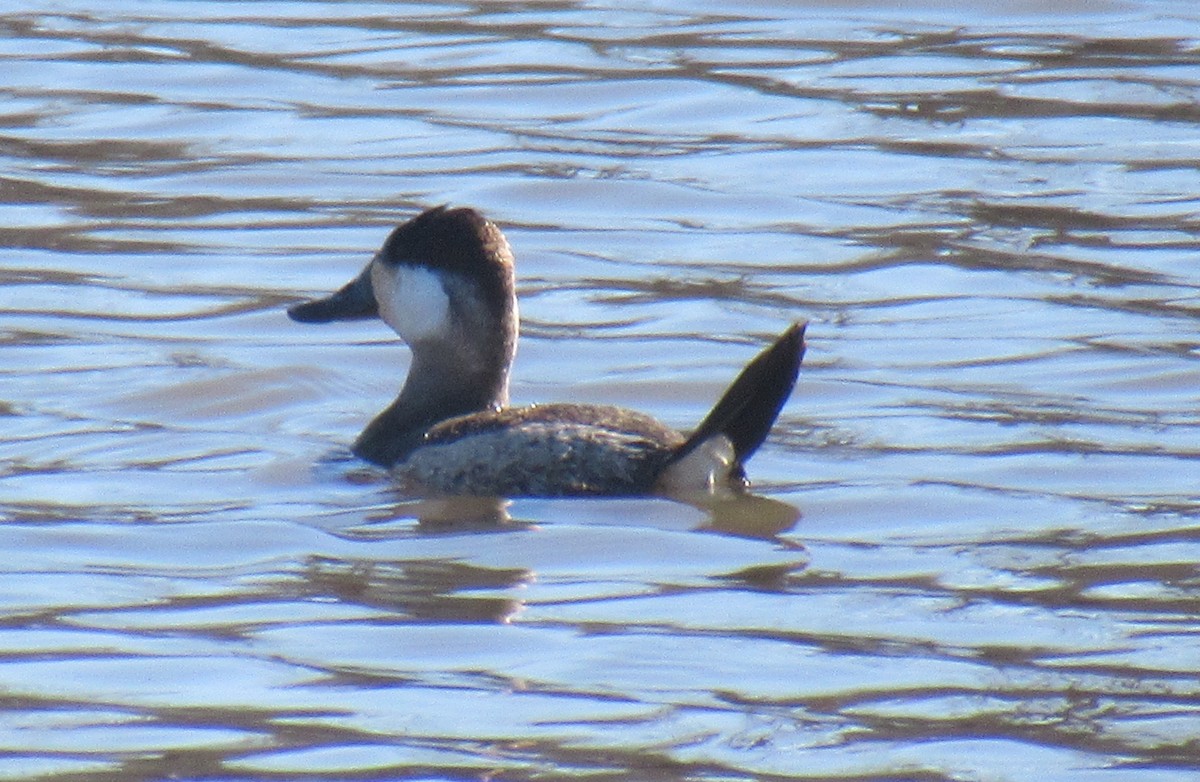 Ruddy Duck - ML612988292