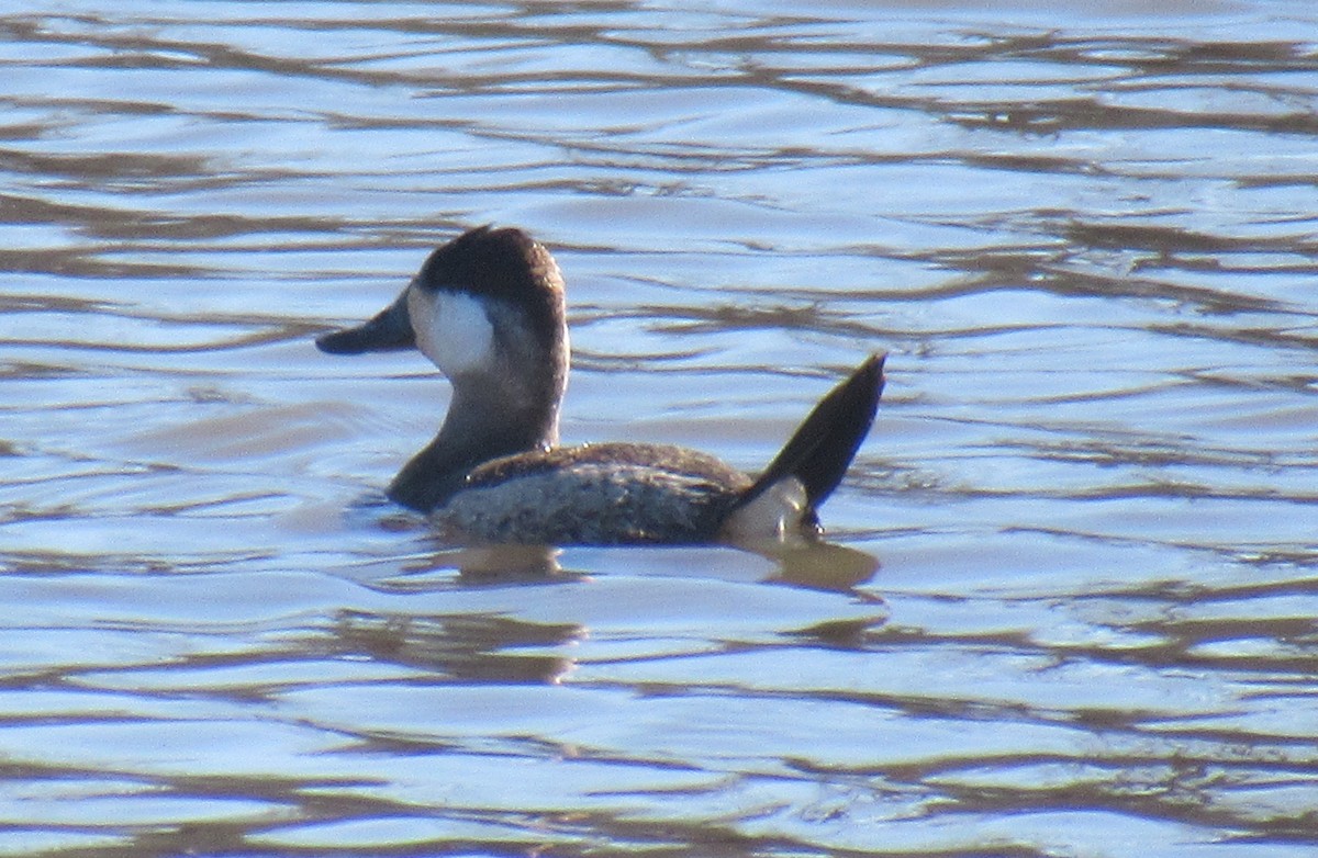 Ruddy Duck - ML612988292