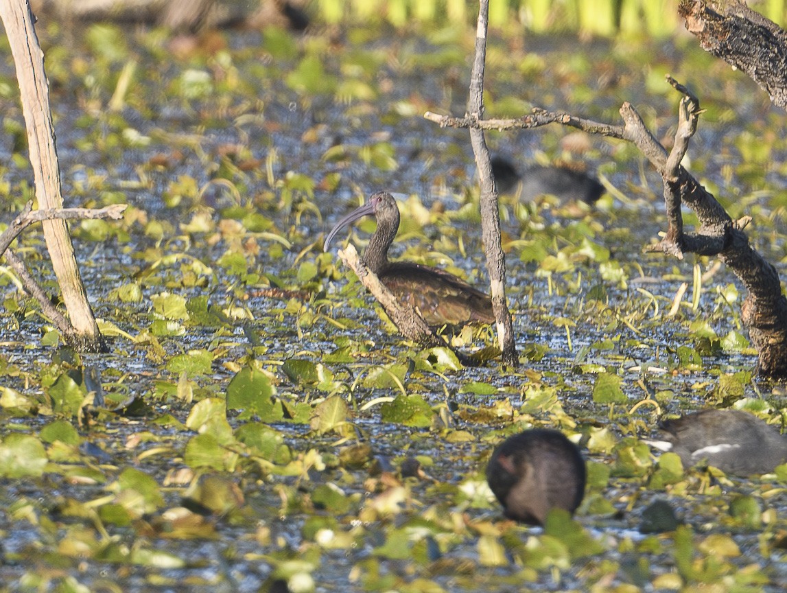 White-faced Ibis - ML612988296