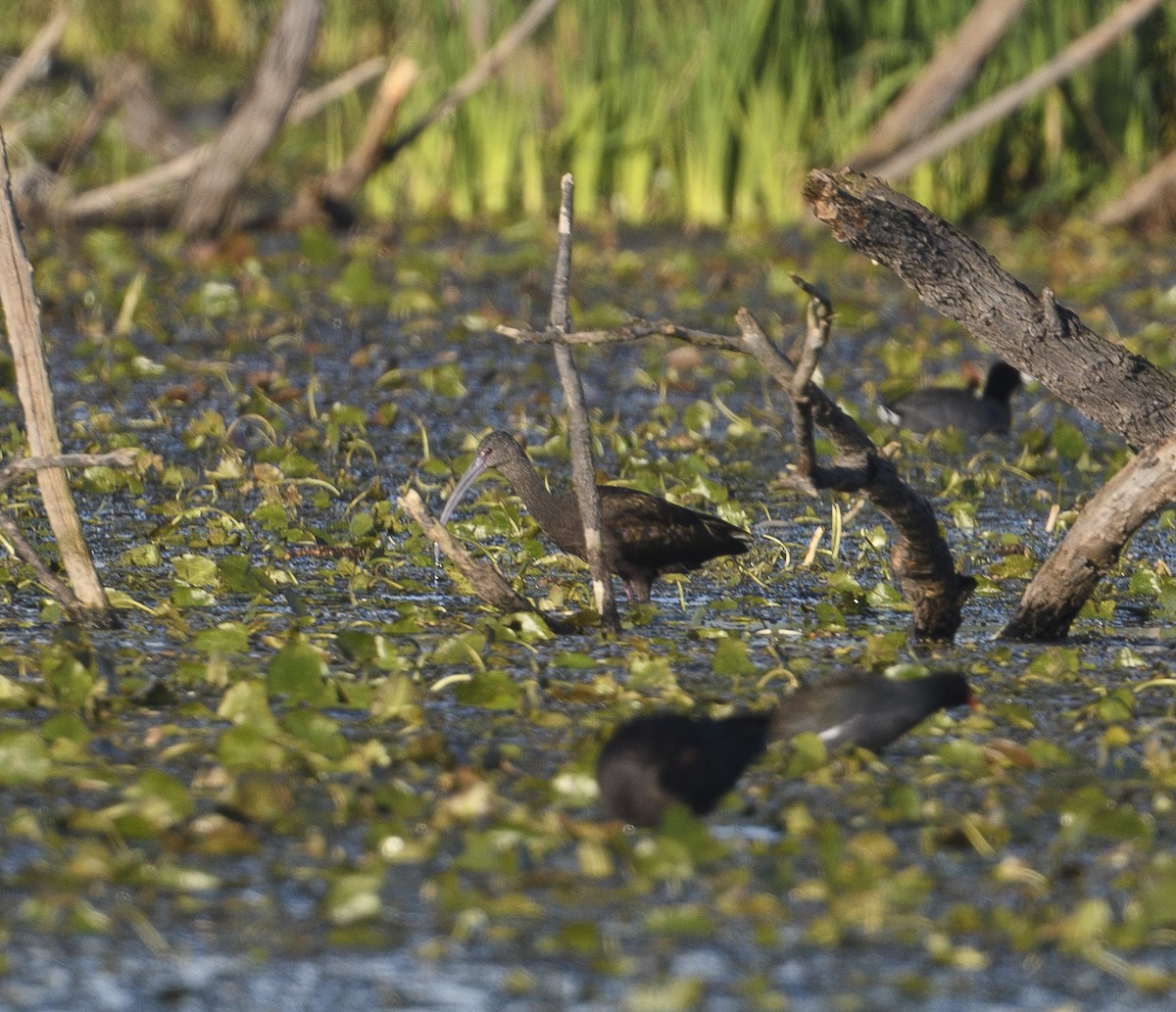 White-faced Ibis - ML612988297