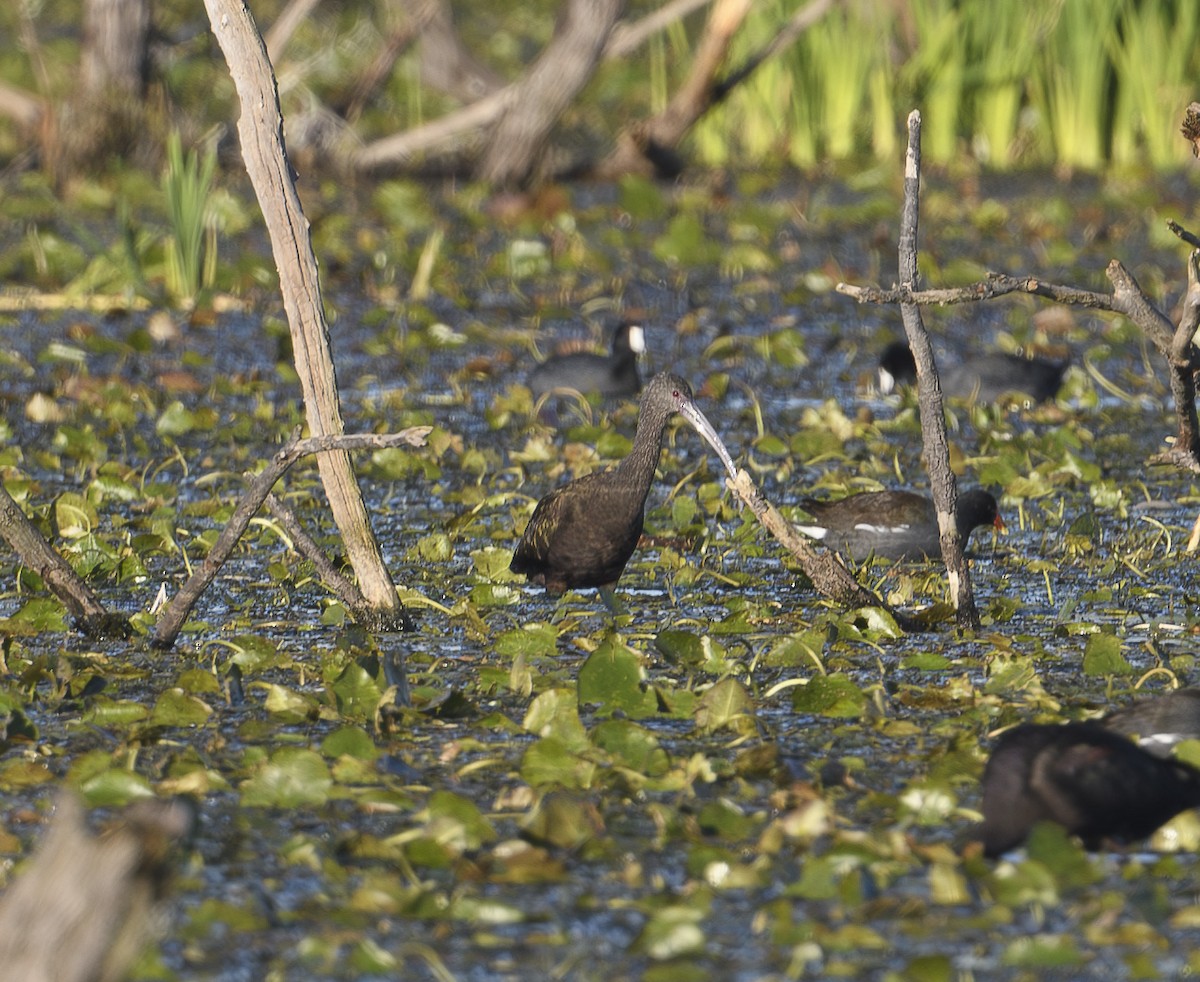 White-faced Ibis - ML612988298