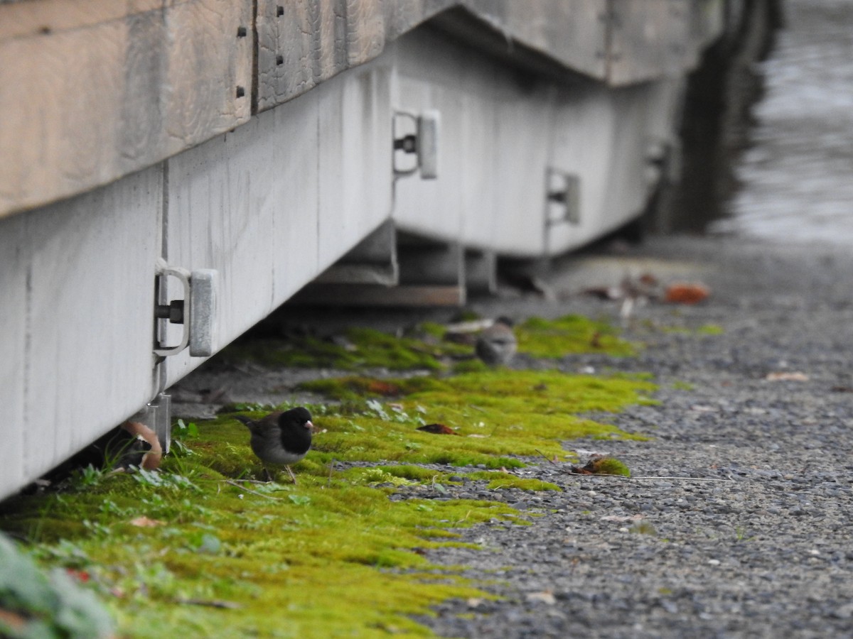 Dark-eyed Junco - Norman Edelen