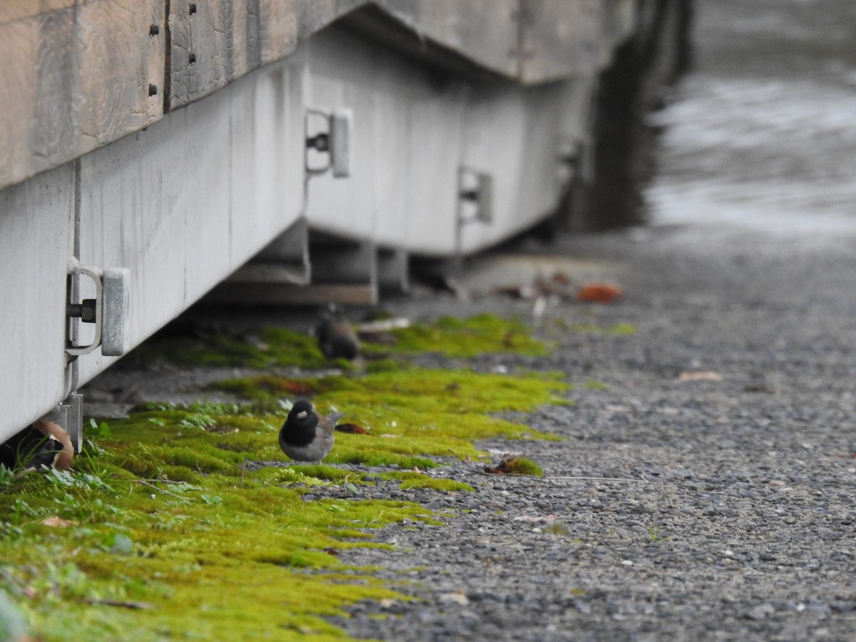 Dark-eyed Junco - Norman Edelen