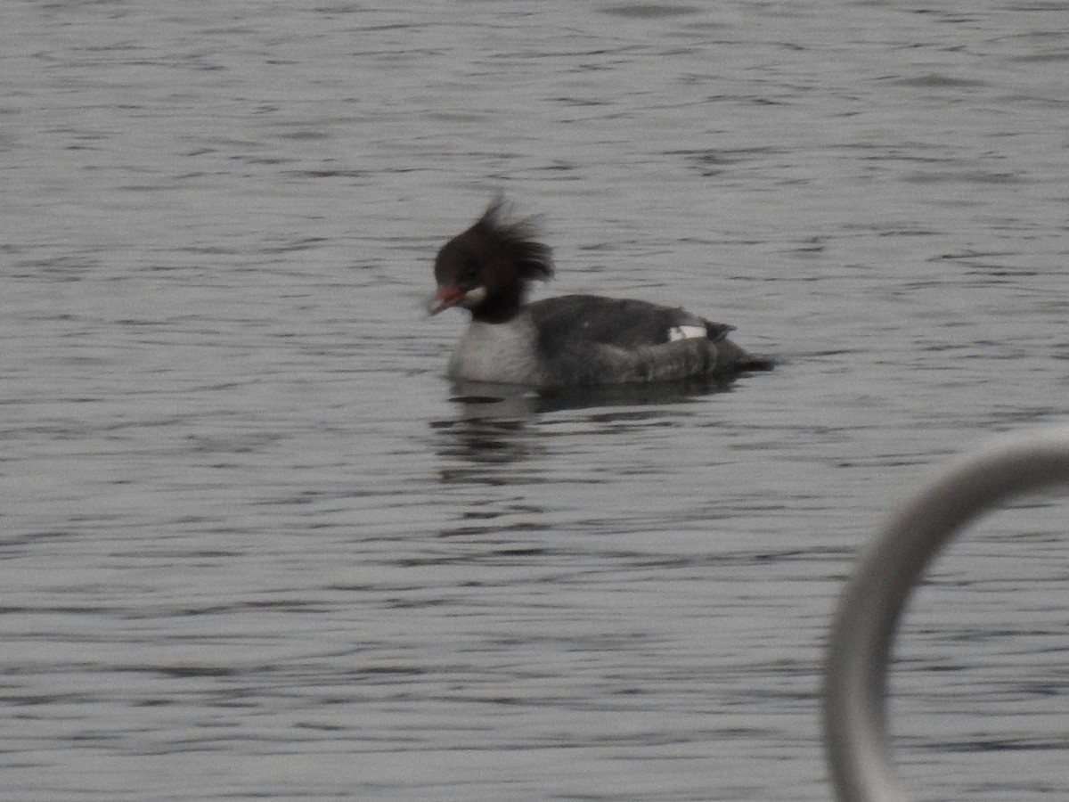 Common Merganser - ML612988324