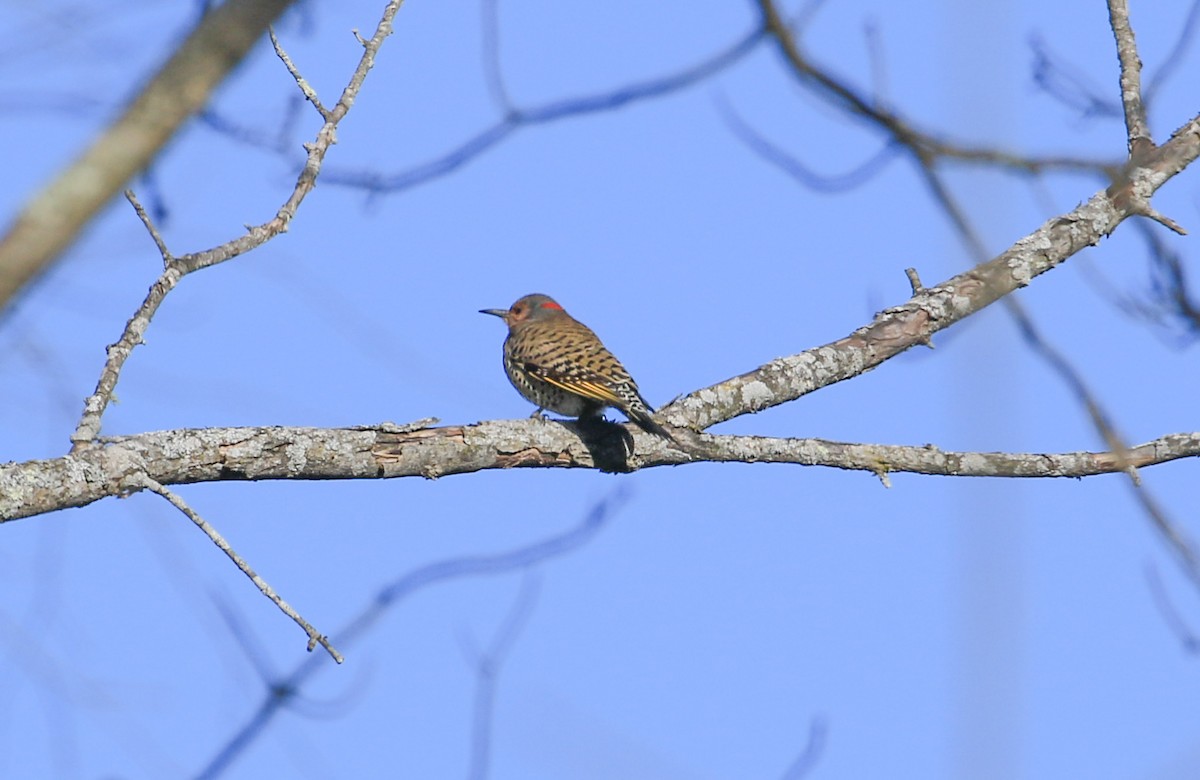 Northern Flicker - ML612988408